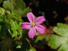 Kakost lesklý (Geranium lucidum L.)