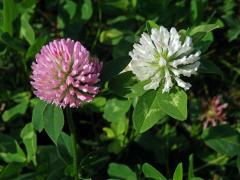 Jetel luční (Trifolium pratense L.) s květy bílé barvy (8a)