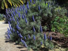 Hadinec (Echium candicans L. fil.)