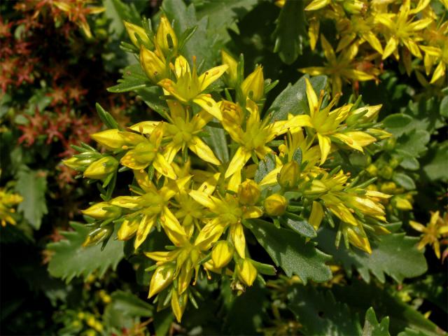 Rozchodník zvrhlý (Sedum hybridum L.)