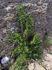 Zimostráz vždyzelený (Buxus sempervirens L.)