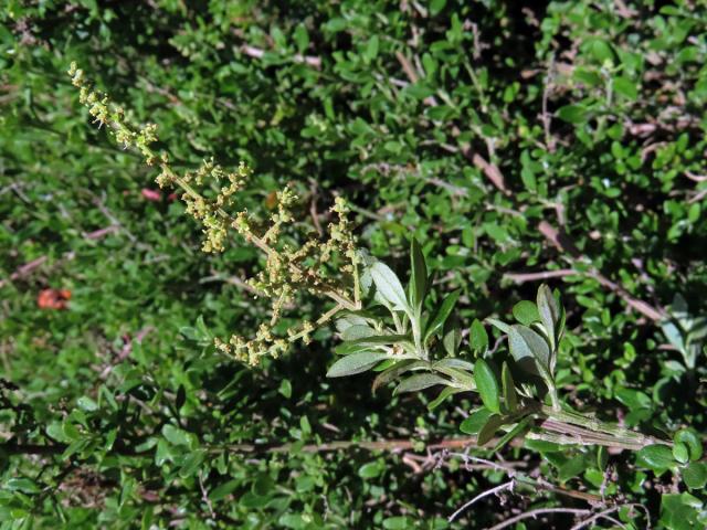 Rhagodia candolleana Moq.