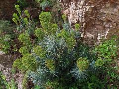 Pryšec hnědokvětý (Euphorbia characias L.)