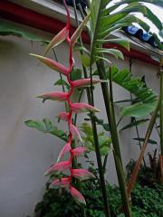 Heliconia chartacea Lane ex Barreiros