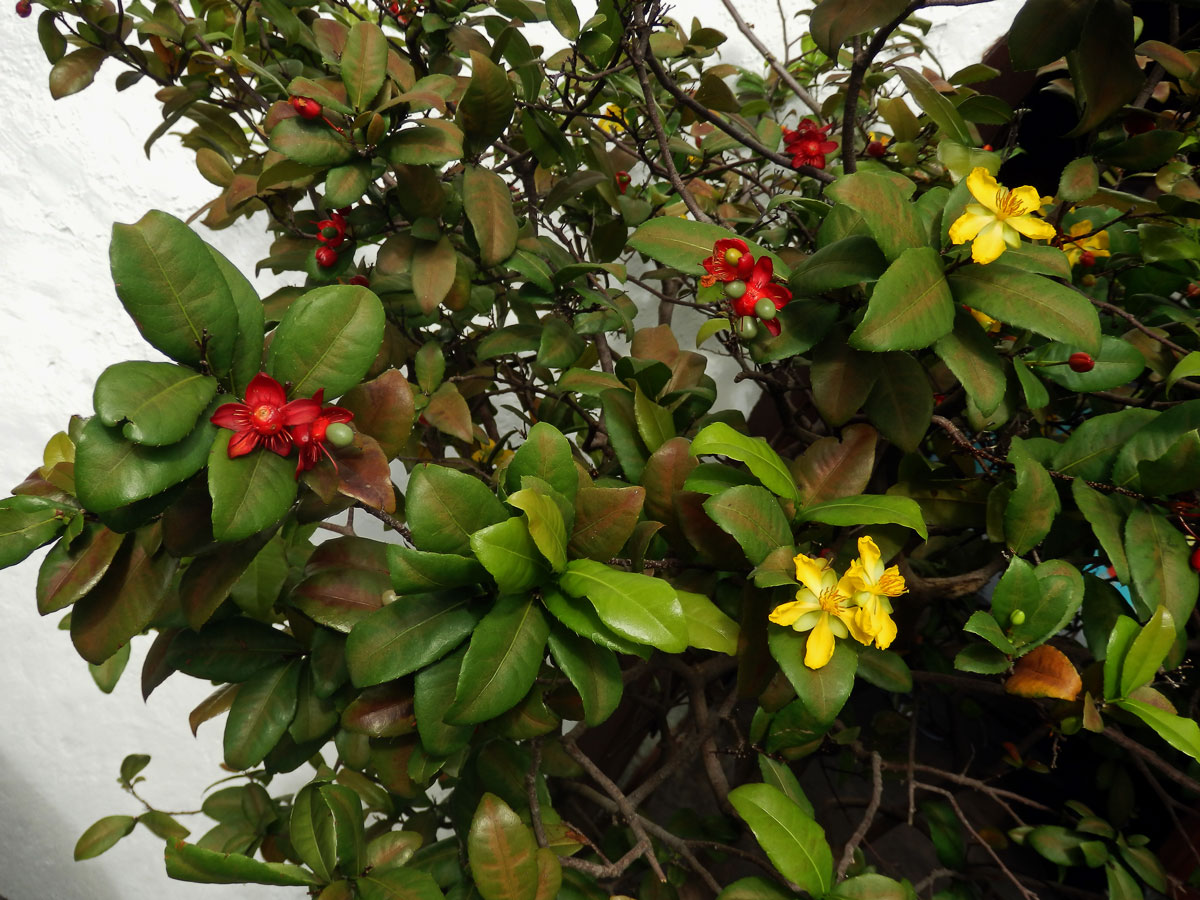 Ochna thomasiana Engl. et Gilg