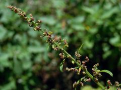 Merlík mnohosemenný (Chenopodium polyspermum L.)