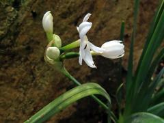 Narcis (Narcissus papyraceus Ker-Gawl.)