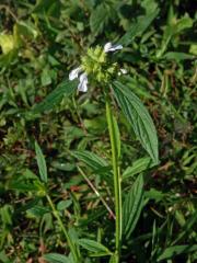 Leucas aspera (Willd.) Link