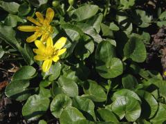 Orsej blatoucholistý (Ficaria calthifolia Rchb.)