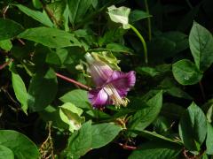 Vilec šplhavý (Cobaea scandens Cav.)