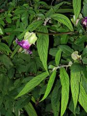 Vilec šplhavý (Cobaea scandens Cav.)