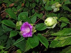 Vilec šplhavý (Cobaea scandens Cav.)