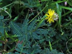 Neptunia plena (L.) Benth.