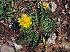 Smetánka (Taraxacum laevigatum (Willd.) DC.)