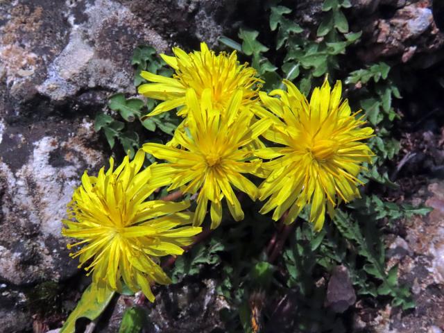 Smetánka (Taraxacum laevigatum (Willd.) DC.)