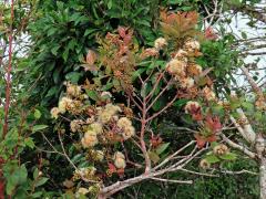 Hřebíčkovec (Syzygium myrtifolium (Roxb.) Walp.)