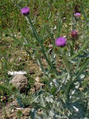 Ostropes trubil (Onopordum acanthium L.)