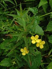 Zakucelka střídavolistá (Ludwigia alternifolia L.)