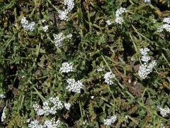 otocnik_ramosissimum2