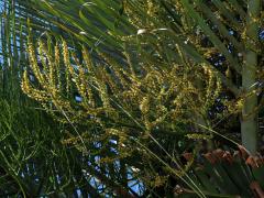 Dypsis decaryi (Jum.) Beentje & J. Dransf.