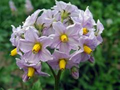 Lilek brambor (Solanum tuberosum L.)