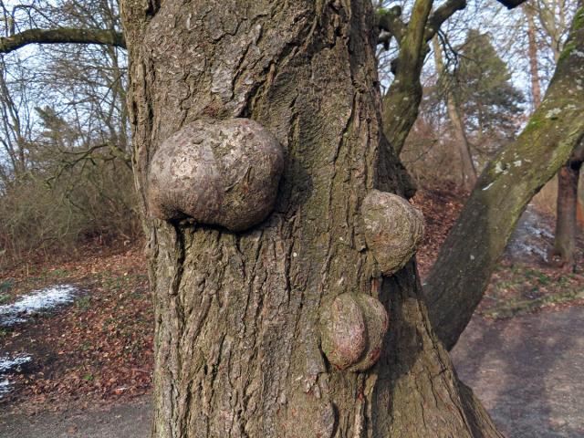 Slivoň obecná (Prunus insititia L.) (73b) s nádory na kmeni