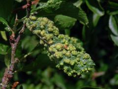 Hálky vlnovníka trnkového Eriophyes similis, slivoň trnka