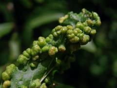 Hálky vlnovníka trnkového Eriophyes similis, slivoň trnka