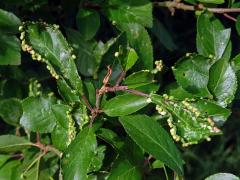 Hálky vlnovníka trnkového Eriophyes similis, slivoň trnka