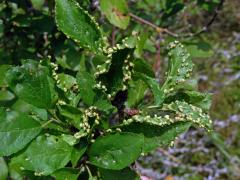 Hálky vlnovníka trnkového Eriophyes similis, slivoň trnka