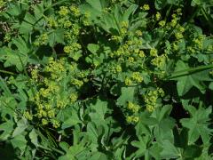 Kontryhel lysý (Alchemilla glabra Neygenf.)