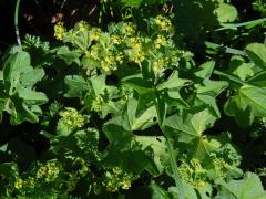 Kontryhel lysý (Alchemilla glabra Neygenf.)