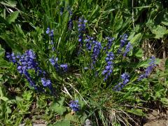 Vítod hořký krátkokřídlý (Polygala amara subsp. brachyptera (Chodat) Hayek)