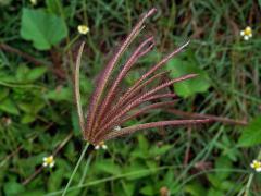 Chloris barbata Sw.