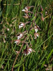 Kruštík bahenní (Epipactis palustris (L.) Crantz)