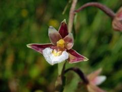 Kruštík bahenní (Epipactis palustris (L.) Crantz)