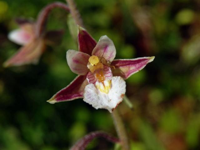 Kruštík bahenní (Epipactis palustris (L.) Crantz)