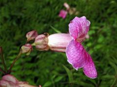 Podranea ricasoliana (Tanf.) Sprague