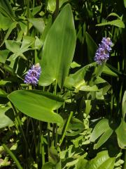 Modráska srdčitá (Pontederia cordata L.)