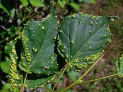 Hálky na lípě srdčíté (Tilia cordata Mill.), původce neznámý