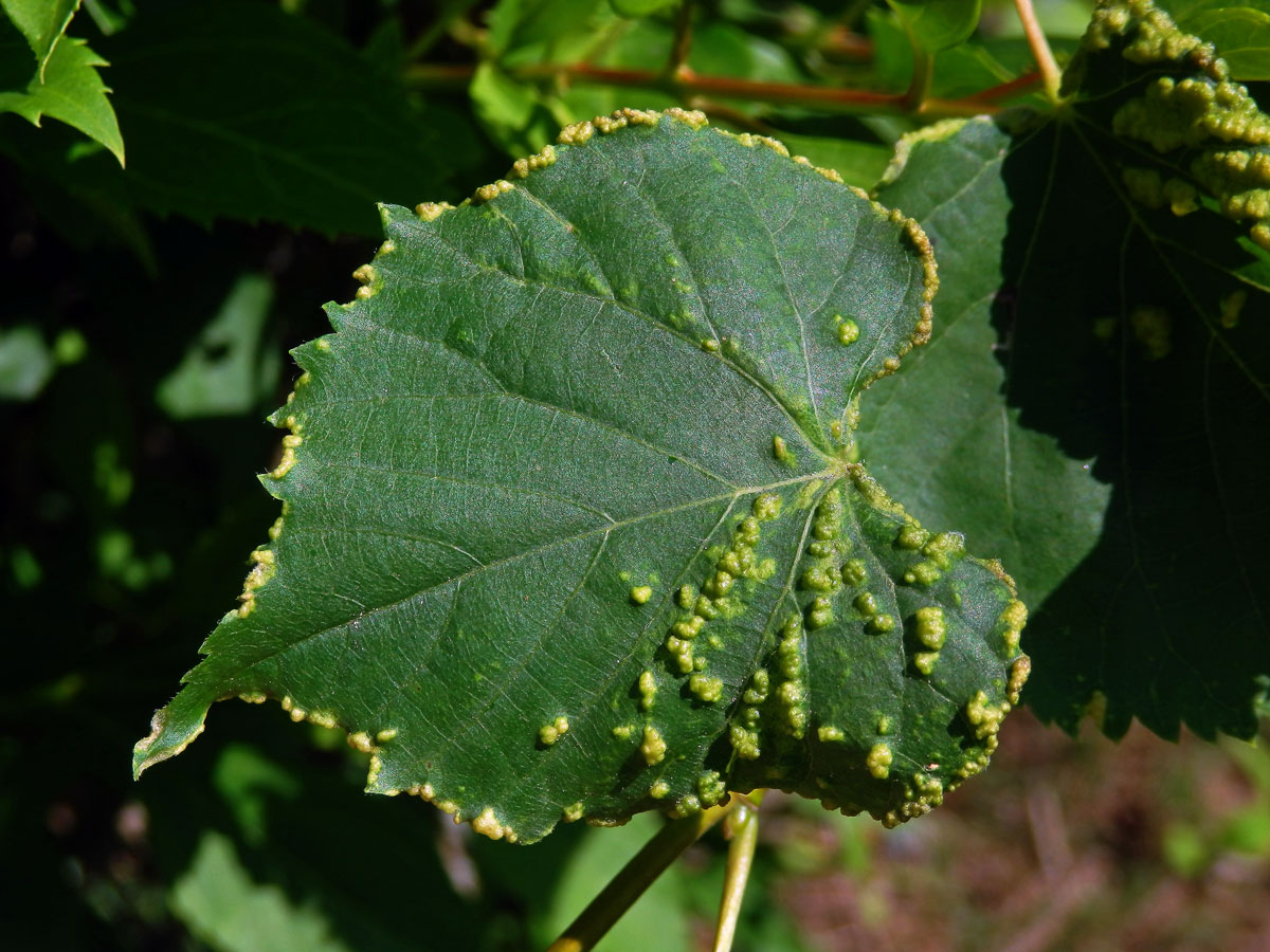 Hálky na lípě srdčíté (Tilia cordata Mill.), původce neznámý