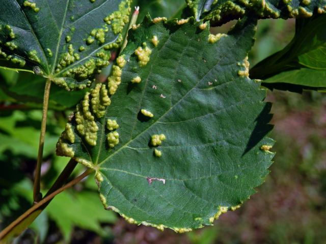 Hálky na lípě srdčíté (Tilia cordata Mill.), původce neznámý