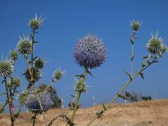 Bělotrn (Echinops spinosissimus Turra) 