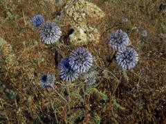 Bělotrn modrý (Echinops ritro L.)