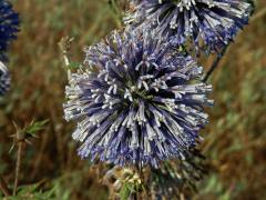 Bělotrn modrý (Echinops ritro L.)