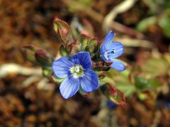 Rozrazil trojklaný (Veronica triphyllos L.)