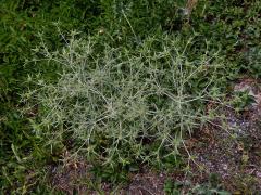 Máčka ladní (Eryngium campestre L.)