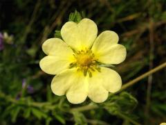 Mochna přímá (Potentilla recta L.)