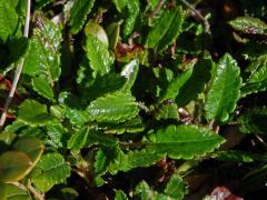 Dryádka osmiplátečná (Dryas octopetala L.)