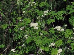 Jeřáb ptačí (Sorbus ancuparia L.)